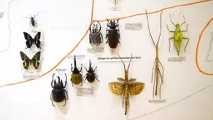 Insektensammlung