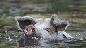 Schwimmende Schweine