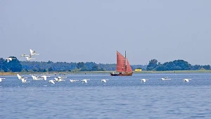 Zeesboot und Schwäne auf dem Bodden