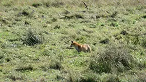 Ein Fuchs unterwegs in der Kernzone