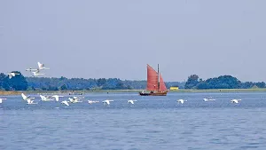 National Park „Vorpommersche Boddenlandschaft“, Bodden with traditional ship called „Zeesboot“