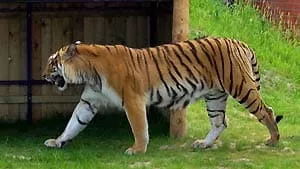 Erlebnis- und Tigerpark Dassow