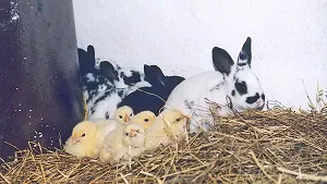 Küken und Kaninchen