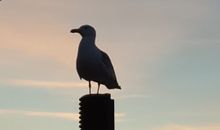 Dahmer Strand 17 - LIGHTHOUSE SouthWest