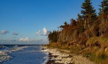 Stranddistel