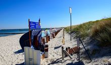 Stranddistel