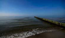Stranddistel