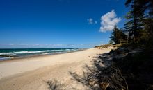 Stranddistel