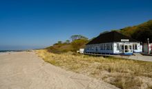 Stranddistel