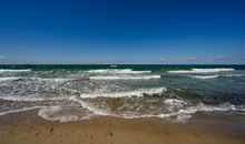 Stranddistel