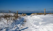 Stranddistel