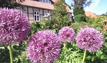 Bungalow Vaupel