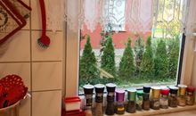L1 - Ferienhaus Lindenstraße 1 - FERIENDOMIZIL HOLLICH