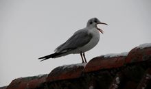 Nordmuschel (9235) App. 002 - Fehmarn