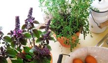 Ferienhaus Auszeit - Wohnung "Meeresbrise"