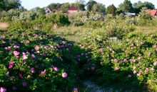 Ferienwohnung Fehmarnsund mit Gartenterrasse