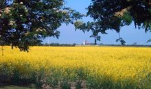 Weitläufiger eingezäunter Garten