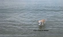 Hunde willkommen