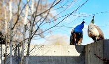 AP 2 Nachbarn vom Vogelpark zu Besuch