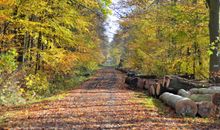 Viele Wanderwege im nahegelegenen Wald