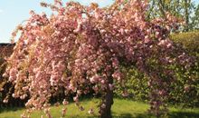 Kirschbaum