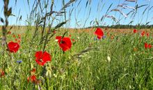 Usedom im Frühling, einfach herrlich!