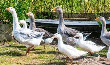 Enten und Gänse auf dem Hof neben dem Ferienhaus
