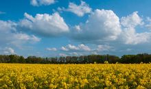 Rapsfeld im Klützer Winkel