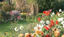 Blumenpracht