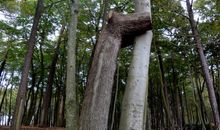 Steingarten