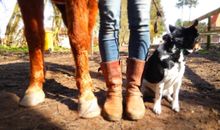 Hunde sind herzlich willkommen. Unsere 5 Pferde können gerne gestreichelt werden.