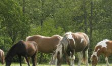 Ponykoppel