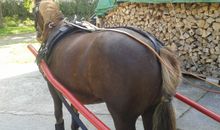 Kutschfahrt mit Nell