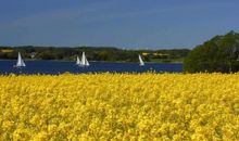 Rapsblüte an der Schlei