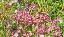 Blumen im Garten