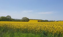 Blühende Rapsfelder in der Umgebung