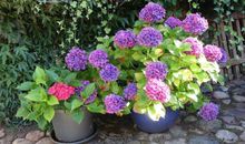 Blumenschmuck
