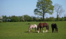Landschaft