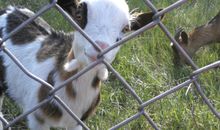 Tiergehege am Gothensee