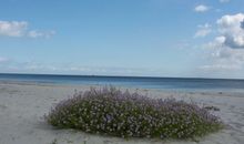Ferienwohnungen Warnemünde
