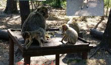 Ausflugsziel Tierpark Ueckermünde