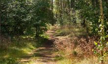 Weg von der hinteren Gartenpforte in den Kiefernwald
