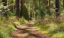 Wanderpfad in den Kiefernwald hinter dem Grundstück