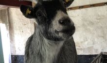 Saunahaus im umzäunten Garten