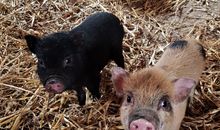 Schweinchen