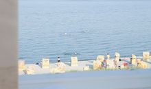 Strandläufer