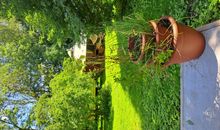 Reethaus am Deich