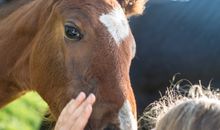 Ferienhof Marquardt Fewo Sonneneck