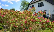 Ferienhaus "Strandflieder" in Groß Zicker/Halbinsel Mönchgut