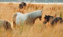 Strandhof Holnis